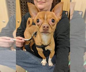 Chihuahua-Unknown Mix Dogs for adoption in White Bluff, TN, USA