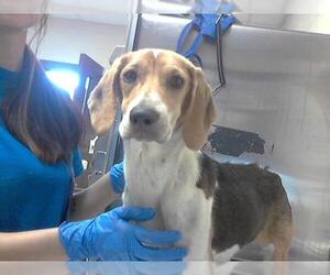 Beagle-Unknown Mix Dogs for adoption in Fayetteville, NC, USA