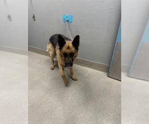 German Shepherd Dog-Unknown Mix Dogs for adoption in Las Vegas, NV, USA