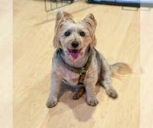 Cairn Terrier Dogs for adoption in Vail, AZ, USA