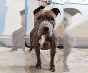 Mutt Dogs for adoption in Camarillo, CA, USA