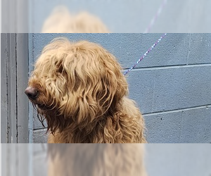 Golden Retriever-Unknown Mix Dogs for adoption in Evansville, IN, USA
