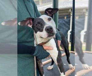 American Pit Bull Terrier-Unknown Mix Dogs for adoption in Orlando, FL, USA
