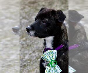 Feist Terrier-Unknown Mix Dogs for adoption in Brewster, MA, USA