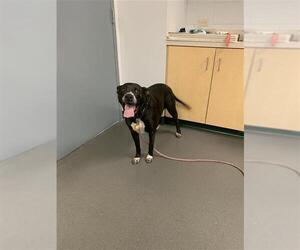 American Pit Bull Terrier-Unknown Mix Dogs for adoption in Corpus Christi, TX, USA