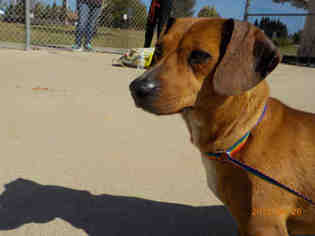 Dachshund Dogs for adoption in Santa Maria, CA, USA