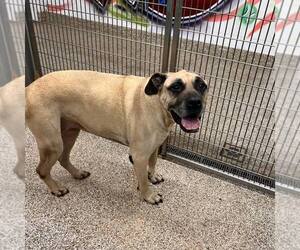 Bullmastiff Dogs for adoption in Martinsburg, WV, USA