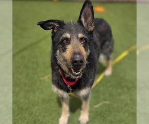 German Shepherd Dog-Unknown Mix Dogs for adoption in Las Vegas, NV, USA