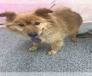 Chow Chow Dogs for adoption in Henderson, NV, USA