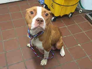 American Pit Bull Terrier-Unknown Mix Dogs for adoption in Waynesville, NC, USA