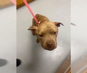 Mutt Dogs for adoption in St. Cloud, FL, USA