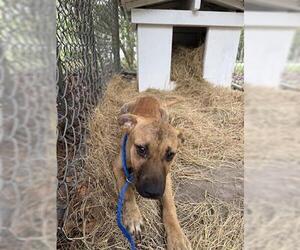 German Shepherd Dog-Unknown Mix Dogs for adoption in Houston, TX, USA