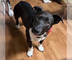 Dachshund-Labrador Retriever Mix Dogs for adoption in Phoenix, AZ, USA