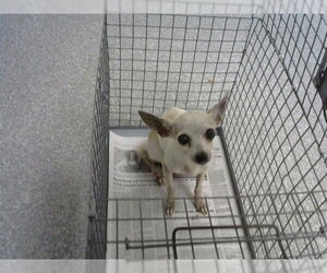Chihuahua-Unknown Mix Dogs for adoption in Pasadena, TX, USA