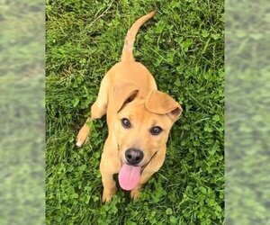 Boxador Dogs for adoption in Sistersville, WV, USA
