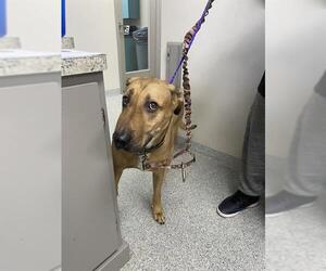 Shepradors Dogs for adoption in Pasadena, TX, USA