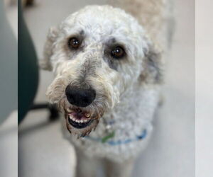 Poodle (Standard) Dogs for adoption in Rohnert Park, CA, USA