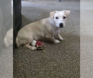American Pit Bull Terrier-Chihuahua Mix Dogs for adoption in Osgood, IN, USA