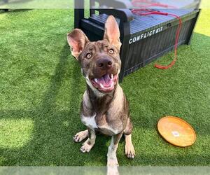 German Shepherd Dog-Unknown Mix Dogs for adoption in Orange, CA, USA