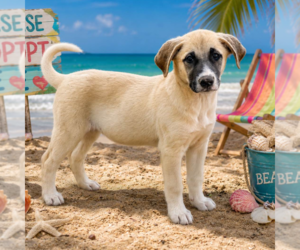 Anatolian Shepherd Dogs for adoption in Yardley, PA, USA
