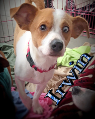 Medium Photo #1 Dachshund Puppy For Sale in Griffin, GA, USA