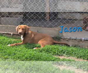 Labrador Retriever-Unknown Mix Dogs for adoption in Rutledge, TN, USA