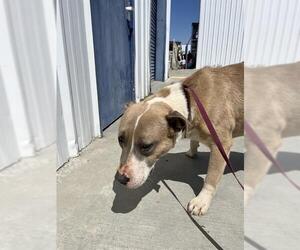 American Pit Bull Terrier Dogs for adoption in Bakersfield, CA, USA
