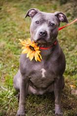 American Pit Bull Terrier Dogs for adoption in Waterford, VA, USA