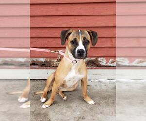 Boxer Dogs for adoption in Fargo, ND, USA