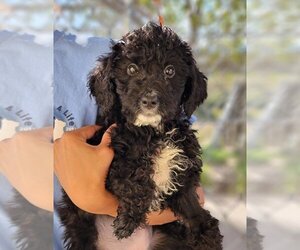 Miniature Bernedoodle Dogs for adoption in Lakewood, CO, USA