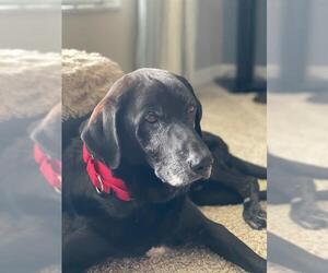 Labrador Retriever Dogs for adoption in Palmetto, FL, USA