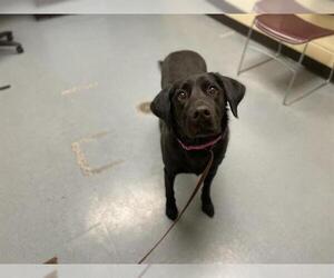 Labrador Retriever Dogs for adoption in Denver, CO, USA