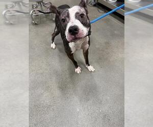 American Pit Bull Terrier-Unknown Mix Dogs for adoption in Forestville, MD, USA