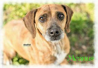 Mutt Dogs for adoption in Crandall, GA, USA