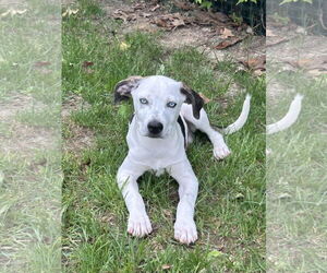 Catahoula Leopard Dog-Unknown Mix Dogs for adoption in Hillsboro, MO, USA