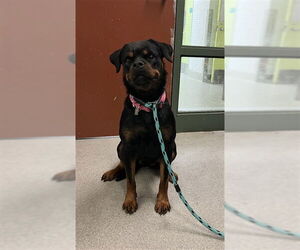 Rottweiler-Unknown Mix Dogs for adoption in Rancho Cucamonga, CA, USA