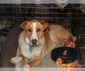 Great Dane-Unknown Mix Dogs for adoption in El Cerrito, CA, USA