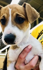 Medium Photo #1 Jack Chi Puppy For Sale in Royal Palm Beach, FL, USA
