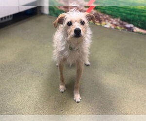 Mutt Dogs for adoption in Moreno Valley, CA, USA