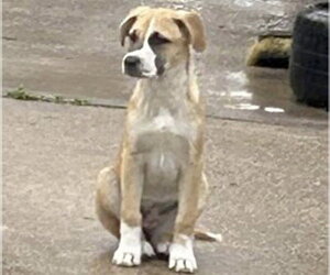 Boxer-Unknown Mix Dogs for adoption in Houston, TX, USA