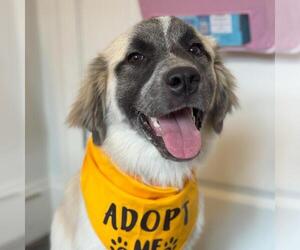 Anatolian Shepherd-Unknown Mix Dogs for adoption in Yardley, PA, USA