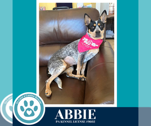 Mutt Dogs for adoption in Kimberton, PA, USA