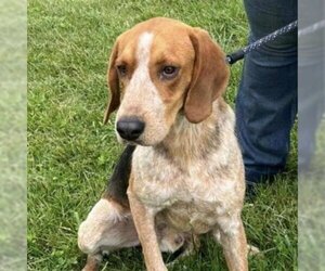 English Foxhound Dogs for adoption in Rocky Mount, VA, USA