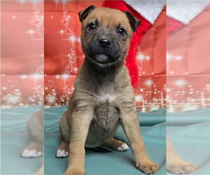 German Shepherd Dog-Unknown Mix Dogs for adoption in Lakewood, CO, USA