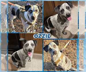 Beagle-Unknown Mix Dogs for adoption in Blacksburg, SC, USA