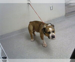 American Pit Bull Terrier-Unknown Mix Dogs for adoption in Pasadena, TX, USA