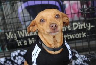 Medium Photo #1 Chiweenie Puppy For Sale in Von Ormy, TX, USA