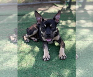 Mutt Dogs for adoption in Spring Lake, NJ, USA