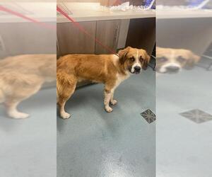 Saint Bernard-Unknown Mix Dogs for adoption in Baytown, TX, USA