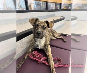 German Shepherd Dog Dogs for adoption in Toronto, Ontario, Canada